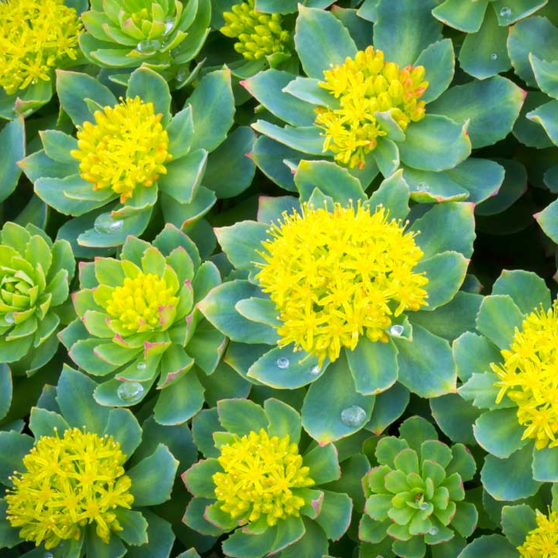 Unlock Calm Energy — Naturally.